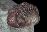 Red Barrandeops Trilobite - Hmar Laghdad, Morocco #86896-3